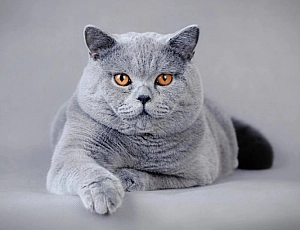 10 лучших кормов для британских кошек