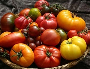12 лучших сортов помидор для теплиц