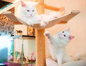5 лучших игровых комплексов для кошек