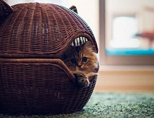 10 лучших домиков для кошек